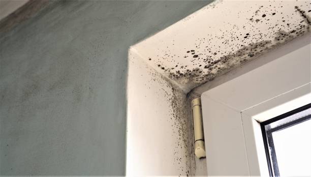 Best Black Mold Removal  in Baltimore, OH